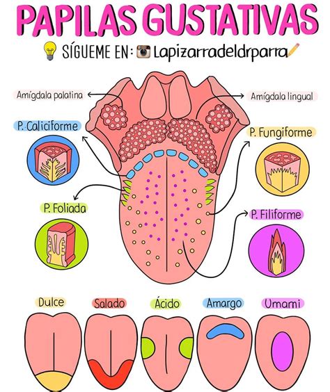 Esquema anatómico de la lengua con ejemplos de lesiones superficiales