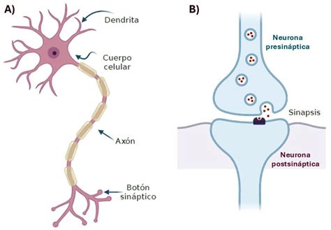 Esquema de la neurona y la sinapsis, destacando las áreas afectadas por el envejecimiento.