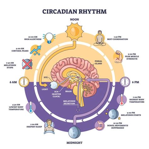 Esquema de los ritmos circadianos y su relación con el sueño y el síndrome del ocaso en personas mayores