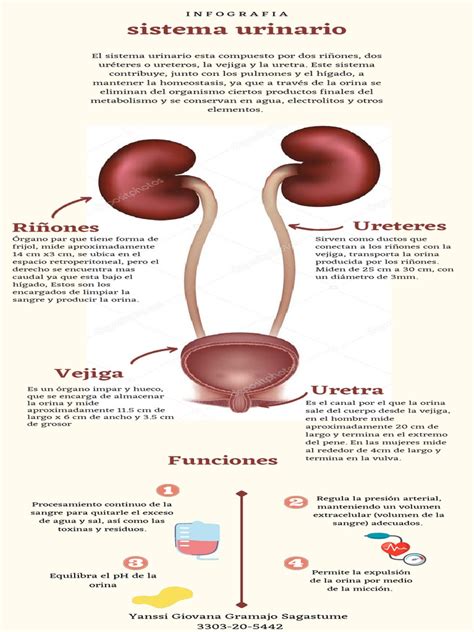 Infografía sobre los cambios fisiológicos en el sistema urinario femenino y masculino con la edad