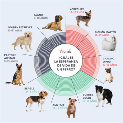infografía comparativa de la esperanza de vida y envejecimiento por tamaño de raza de perro