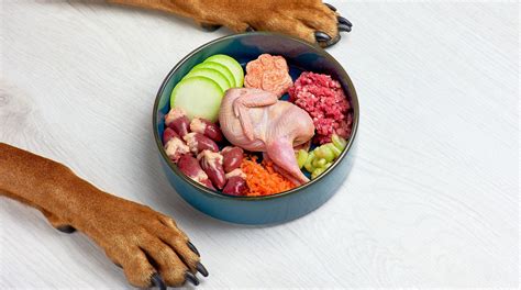 plato de comida casera equilibrada para un perro mayor con ingredientes frescos