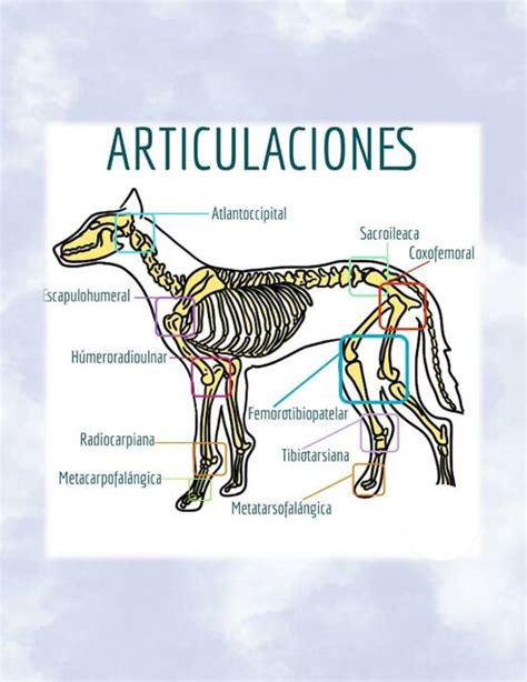 esquema del sistema articular de un perro mostrando la acción de la glucosamina y condroitina