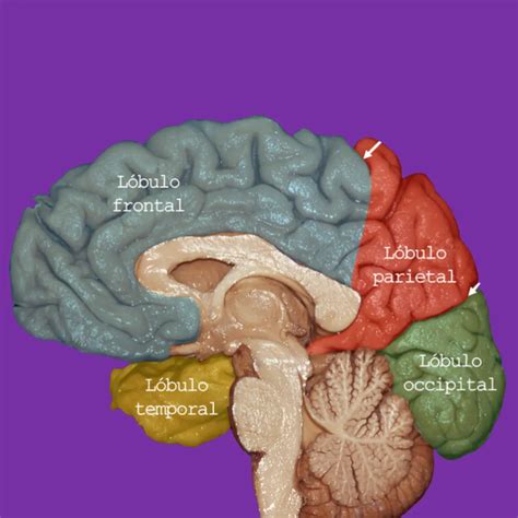 Esquema anatómico del cerebro humano con los lóbulos cerebrales resaltados