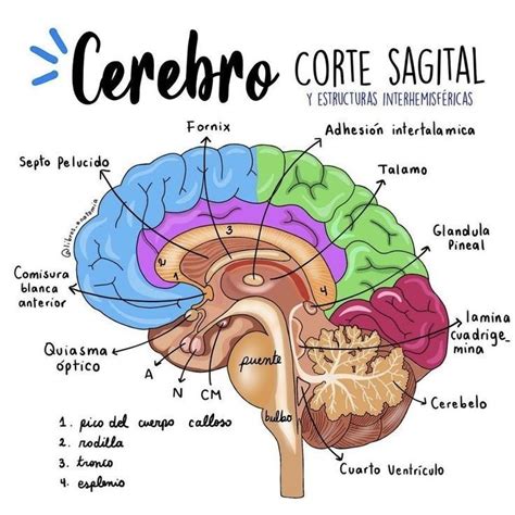Corte sagital del cerebro mostrando el lóbulo occipital y sus surcos y giros
