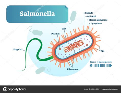 Esquema de la bacteria Salmonella y sus serotipos