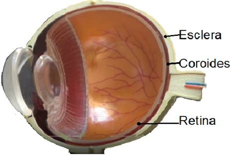 Esquema de las capas del ojo: esclera, coroides y retina