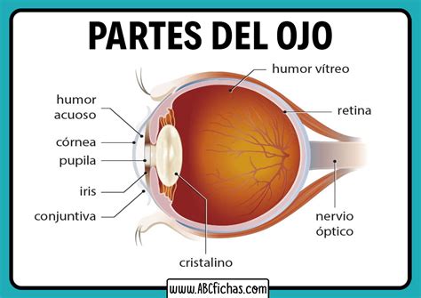 Diagrama de las partes del ojo y la úvea