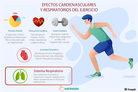 esquema o infografía sobre los efectos del ejercicio en el sistema cardiovascular y la presión arterial