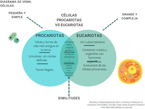 Esquema comparativo de las similitudes entre la infancia y la vejez (dependencia, emociones, juicio, control de esfínteres, dieta, tutoría)