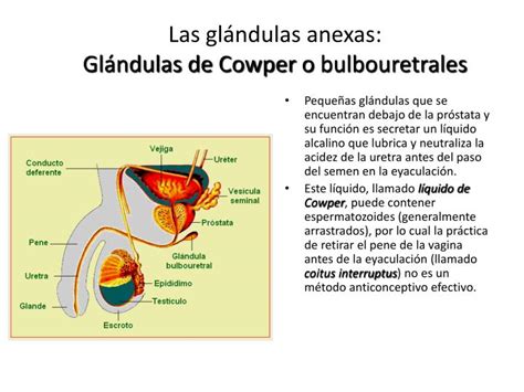 Diagrama de las glándulas de Cowper y la uretra masculina