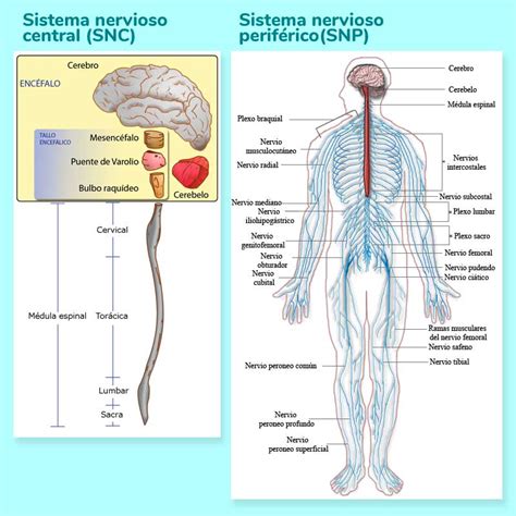 esquema del sistema nervioso mostrando parálisis central y periférica