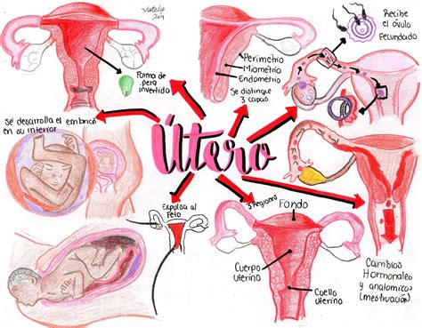 Diagrama del sistema reproductor femenino con endometriosis y fibromas