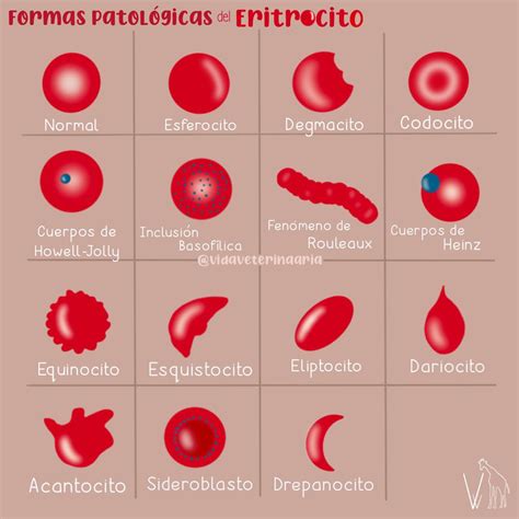 Micrografía de espermatozoides con diferentes morfologías