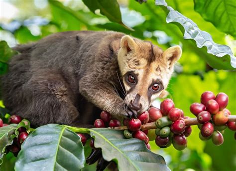 Foto de granos de Kopi Luwak y una civeta en su hábitat natural