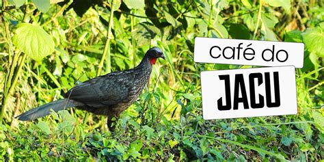 Foto de un ave Jacu en un cafetal y granos de café de Jacu