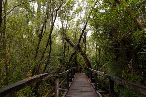 foto de sendero accesible en el Parque Nacional Chiloé