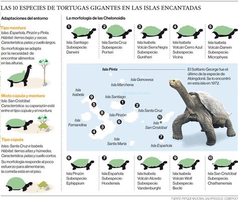 Diagrama de la distribución de las especies de tortugas gigantes en las Islas Galápagos.