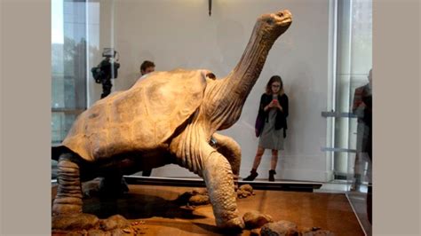 Fotografía del Solitario George en exhibición en la Estación de Investigación Charles Darwin.