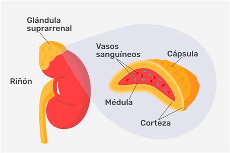 Esquema de las glándulas suprarrenales y su relación con el sistema reproductor masculino