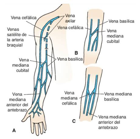 Diagrama de las venas del brazo para inyecciones intravenosas