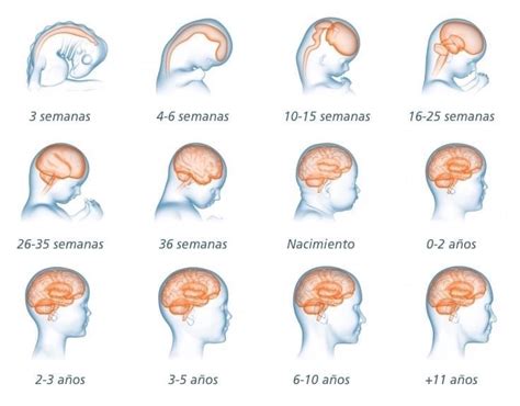 Imagen de desarrollo cerebral fetal por semanas de gestación.