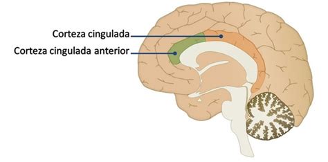 Ilustración de un cerebro humano mostrando la corteza cingulada anterior resaltada