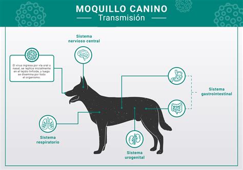 Esquema de las fases de la infección por moquillo canino, desde la exposición hasta los síntomas neurológicos