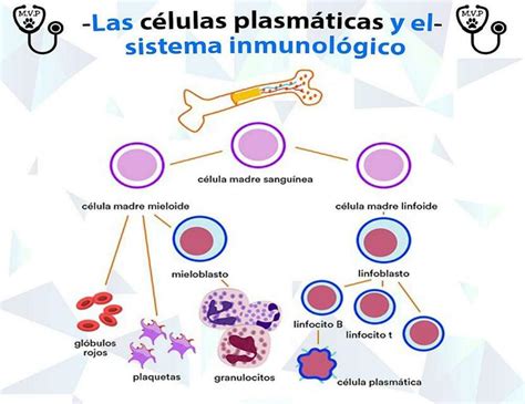 Esquema de la formación de células plasmáticas y anticuerpos