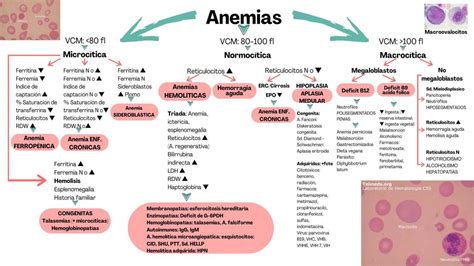 Diagrama de diagnóstico diferencial de anemias macrocíticas