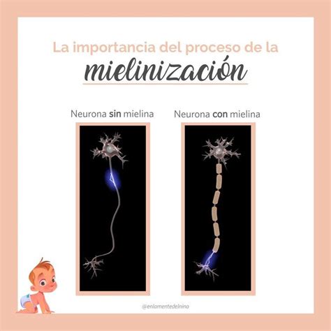 Diagrama de mielinización neuronal y su impacto en el desarrollo cognitivo