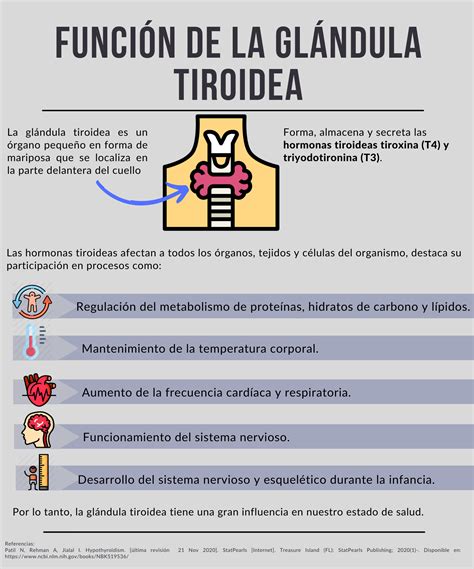 Esquema de la glándula tiroides y su función en el cuerpo humano.