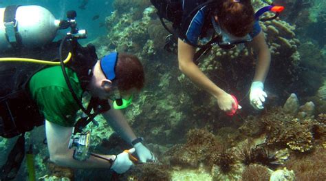 Voluntarios en un proyecto de conservación marina en Belice