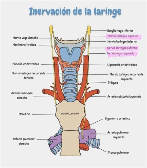 Diagrama de una laringe electrónica de cuello, mostrando sus componentes y cómo se aplica en el cuello.
