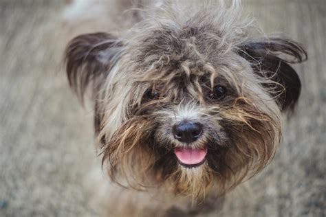 Perro senior con aspecto delgado y pelaje opaco, señal de malabsorción