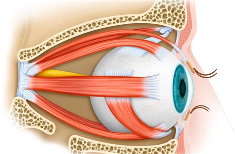 Esquema de la anatomía de los músculos oculares