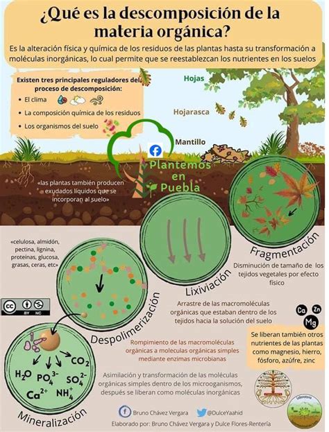 Esquema de la descomposición de materia orgánica en pantanos y la liberación de gases inflamables