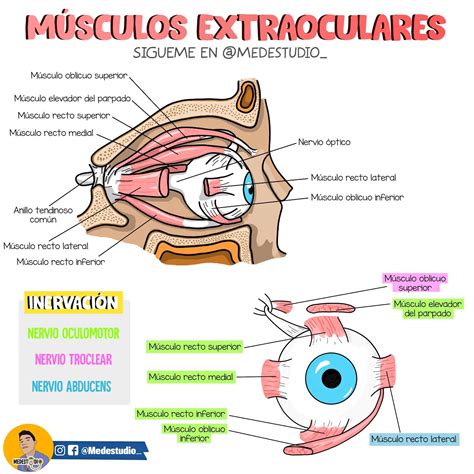 Esquema de la anatomía del ojo y los músculos extraoculares