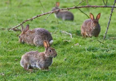 Foto de un conejo europeo en un paisaje chileno
