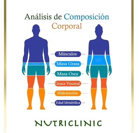 Infografía: Cambios antropométricos y composición corporal en el envejecimiento