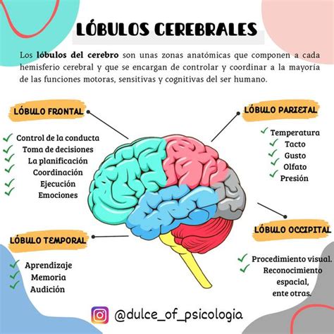 Diagrama de los lóbulos cerebrales y sus afecciones en el Alzheimer