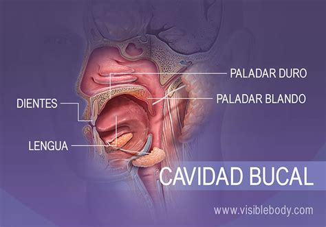 Esquema de las estructuras bucales de un adulto mayor