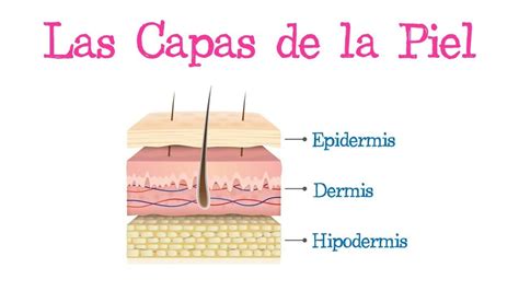 Esquema de las capas de la piel y formación de ampollas en epidermólisis ampollosa