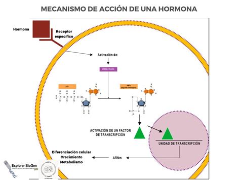 Esquema visual del mecanismo de acción de Gaviscon formando una balsa protectora en el estómago y neutralizando el ácido