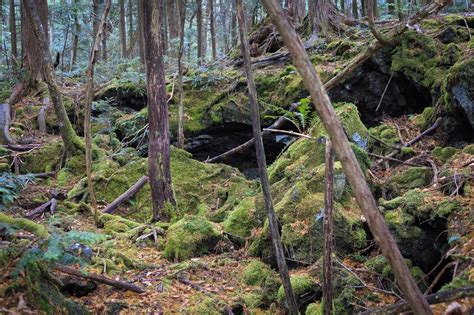 Mapa o vista aérea del Bosque de Aokigahara con el Monte Fuji de fondo