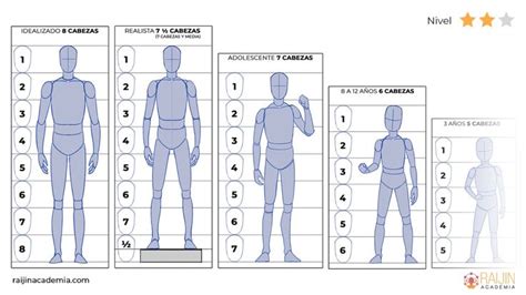 Infografía detallada sobre las proporciones del cuerpo humano adulto (7 y 8 cabezas) para el dibujo.