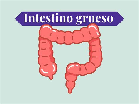 Imagen de un intestino grueso mostrando divertículos