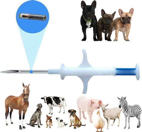 Fotografía de un perro o gato con su identificación de registro o microchip