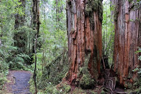 Adultos mayores de Chaitén caminando por el sendero de Alerces en el Parque Pumalín