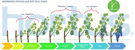 Infografía: Ciclo de cultivo de la uva de mesa y tareas clave del administrador agrícola